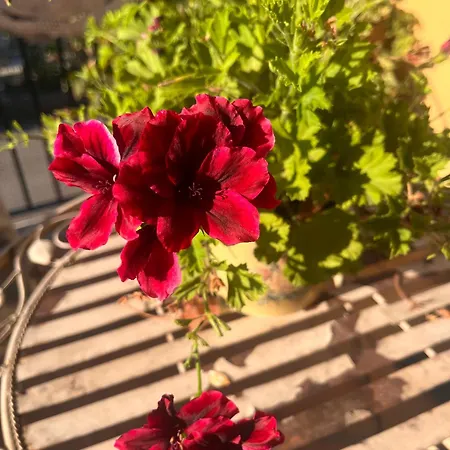 Bloom As Are