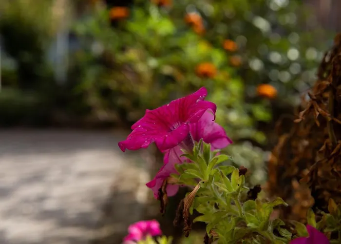 Bloom As Are بولونيا