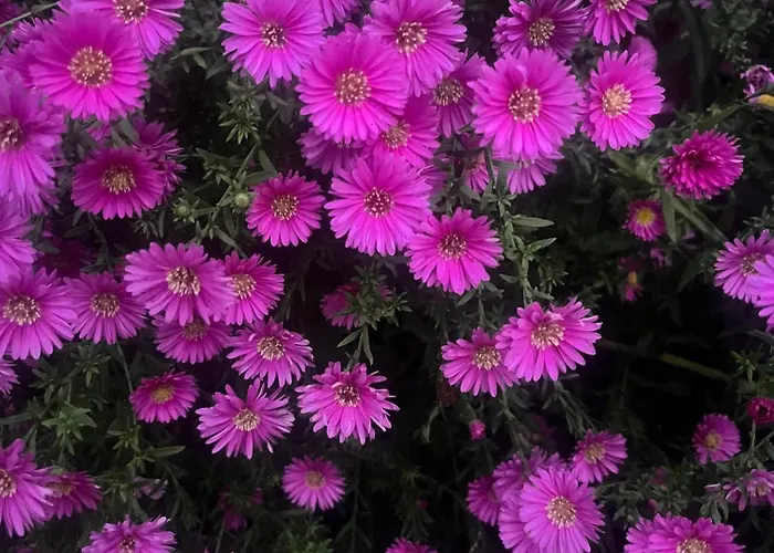 فندق مبيت وإفطار Bloom As Are 3*