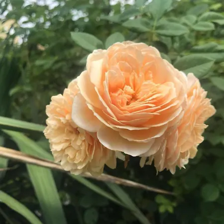 Bloom As Are Bed & Breakfast *