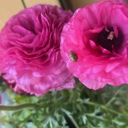 לינה וארוחת בוקר Bloom As Are