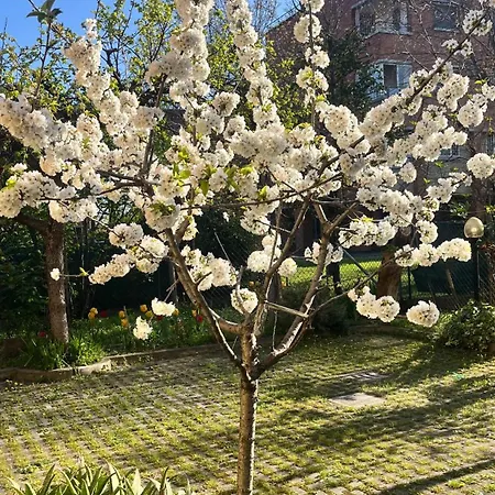 Bloom As Are * בולוניה