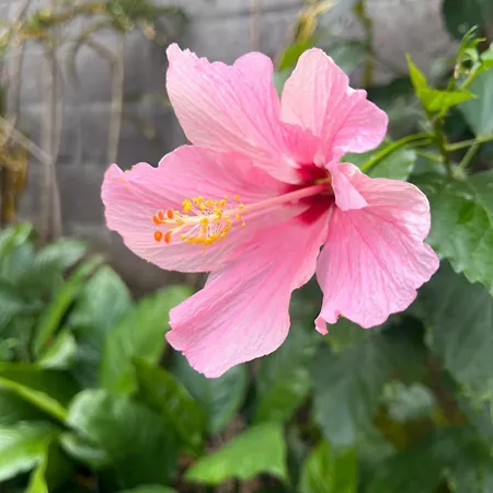 Bed and breakfast Bloom As Are 3*