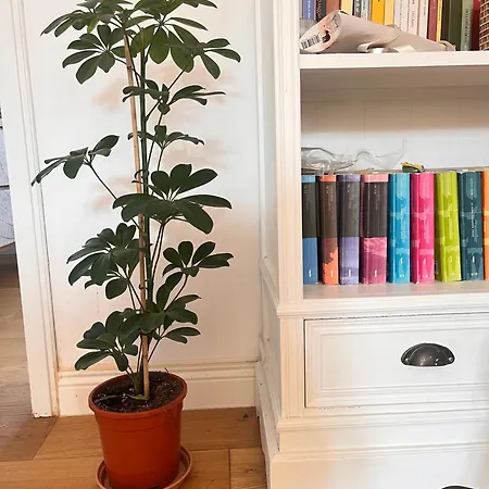 Bed and Breakfast Bloom As Are Μπολόνια