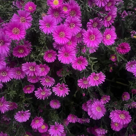 Bed and breakfast Bloom As Are 3*