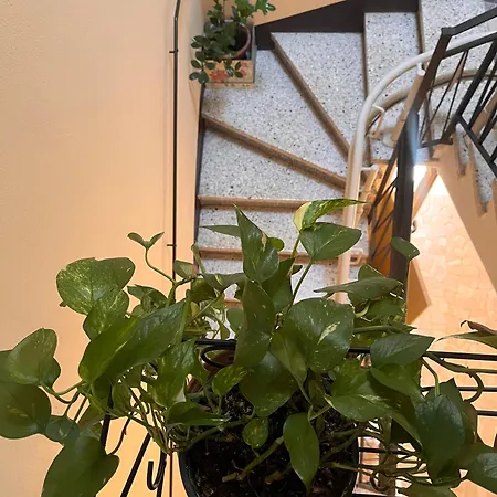 Bloom As Are 3* Bolonia