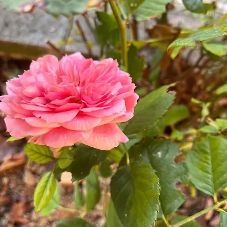 Bloom As Are 住宿加早餐酒店 博洛尼亚