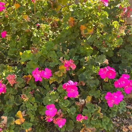 Bloom As Are Bologna
