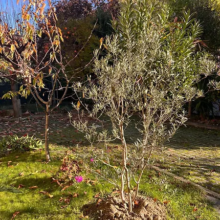 Bloom As Are Bolonia