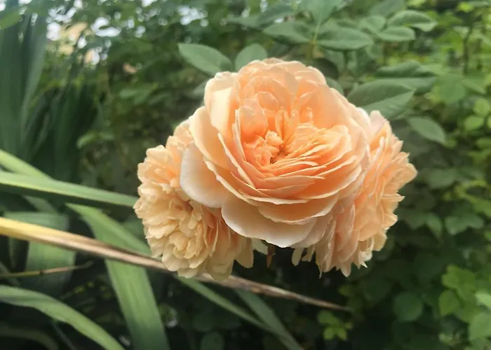Bloom As Are B&B 3*