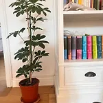 Couette-café Bloom As Are Bologne