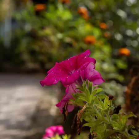 Bloom As Are Bologna