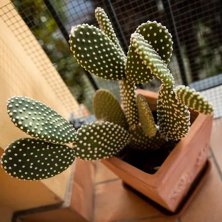 ベッド・アンド・ブレックファスト Bloom As Are