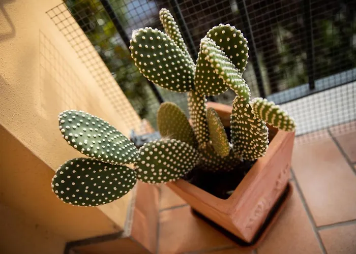 Bed and breakfast Bloom As Are