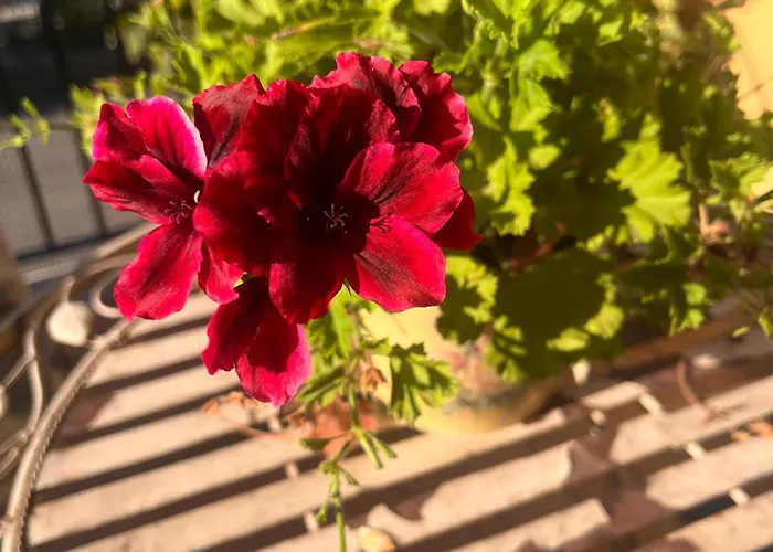 Bloom As Are