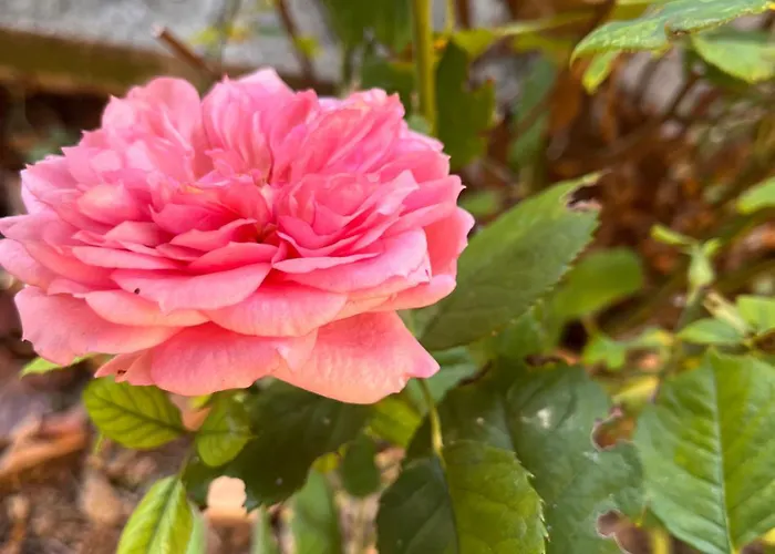 Bloom As Are فندق مبيت وإفطار بولونيا