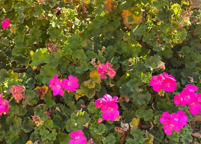 Bloom As Are Bolonia