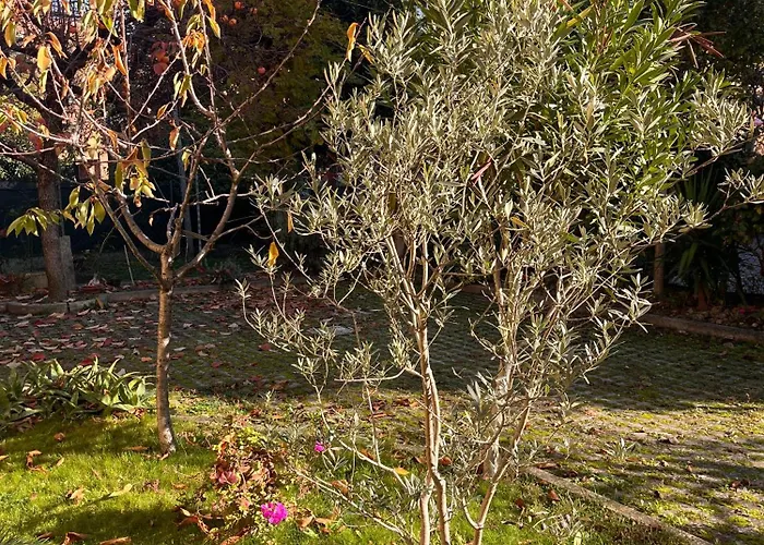 Bloom As Are Bolonia